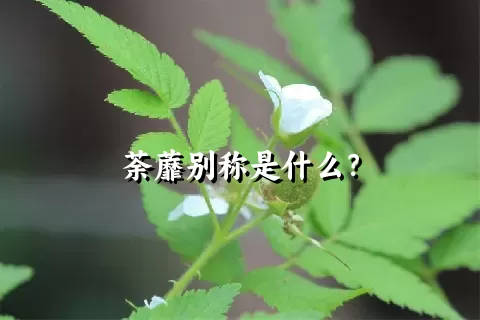 荼蘼别称是什么？