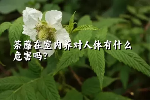 荼蘼在室内养对人体有什么危害吗？