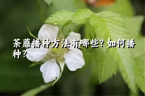 荼蘼播种方法有哪些？如何播种？