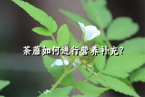 荼蘼如何进行营养补充？