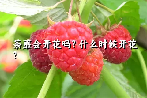 荼蘼会开花吗？什么时候开花？