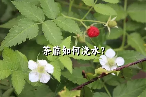 荼蘼如何浇水？