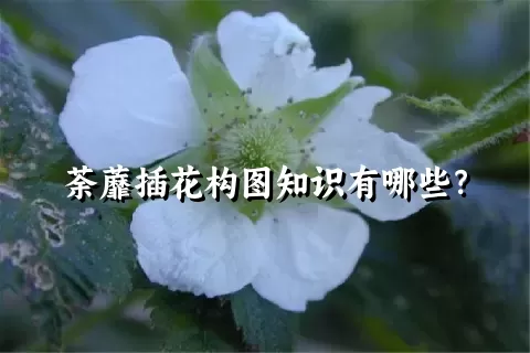 荼蘼插花构图知识有哪些？