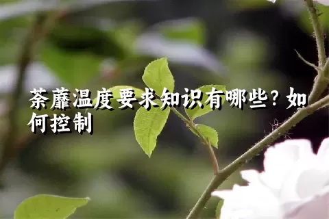 荼蘼温度要求知识有哪些？如何控制