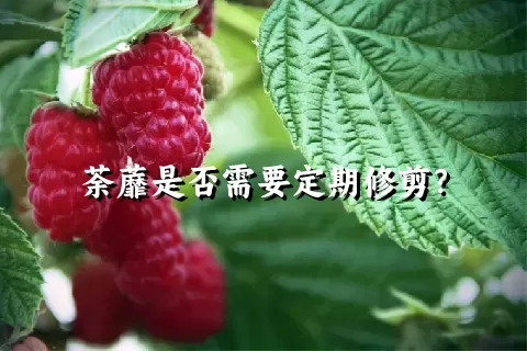 荼蘼是否需要定期修剪？