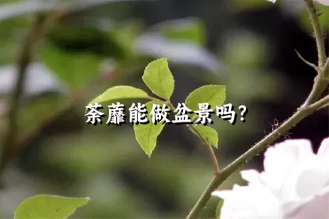 荼蘼能做盆景吗？