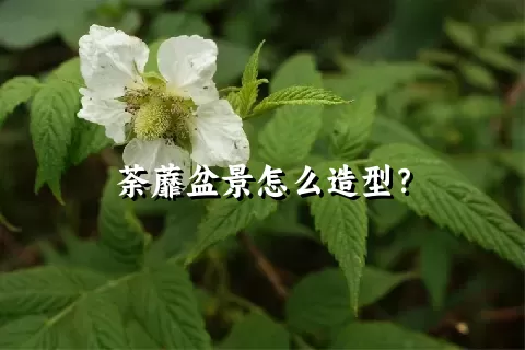 荼蘼盆景怎么造型？