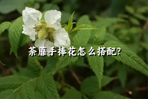 荼蘼手捧花怎么搭配？