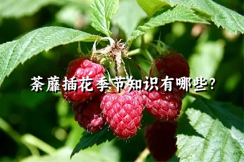 荼蘼插花季节知识有哪些？