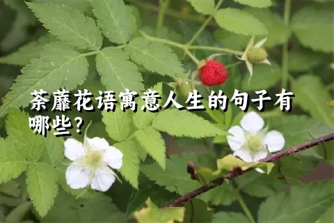 荼蘼花语寓意人生的句子有哪些？