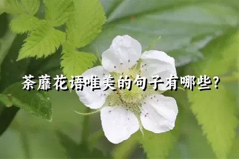 荼蘼花语唯美的句子有哪些？