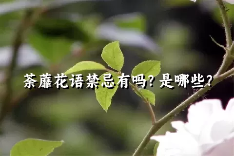 荼蘼花语禁忌有吗？是哪些？