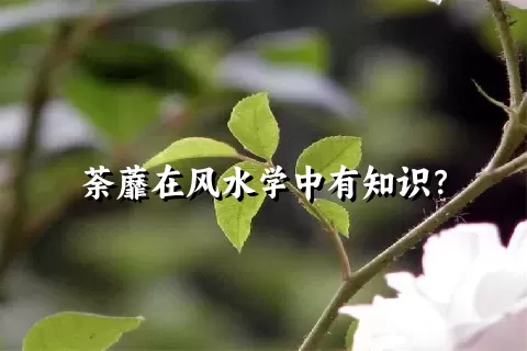 荼蘼在风水学中有知识？