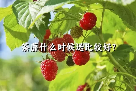 荼蘼什么时候送比较好？