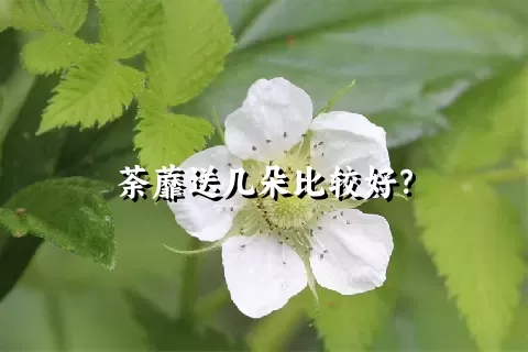 荼蘼送几朵比较好？