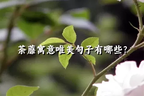 荼蘼寓意唯美句子有哪些？