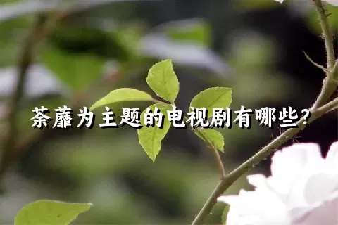 荼蘼为主题的电视剧有哪些？