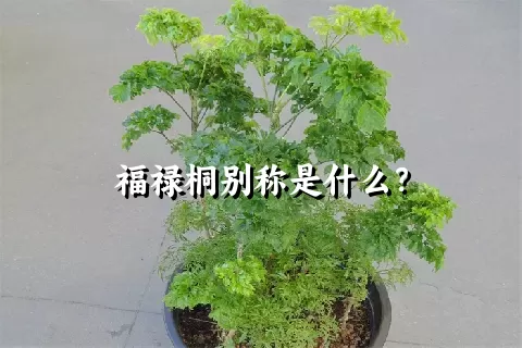 福禄桐别称是什么？