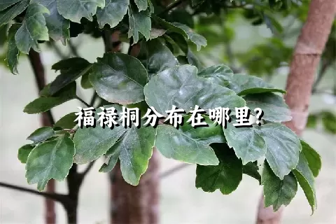 福禄桐分布在哪里?