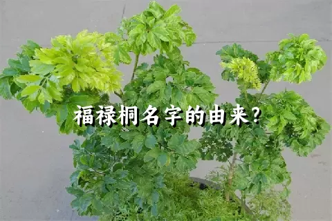 福禄桐名字的由来？