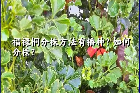 福禄桐分株方法有播种？如何分株？