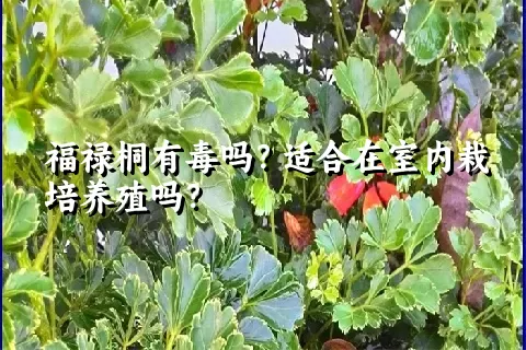 福禄桐有毒吗？适合在室内栽培养殖吗？