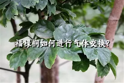 福禄桐如何进行气体交换？