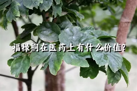 福禄桐在医药上有什么价值？