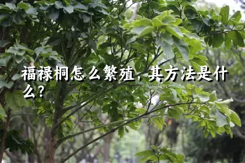 福禄桐怎么繁殖，其方法是什么？