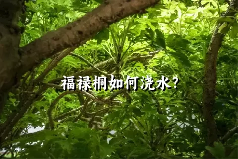 福禄桐如何浇水？