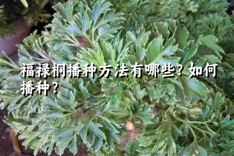 福禄桐播种方法有哪些？如何播种？