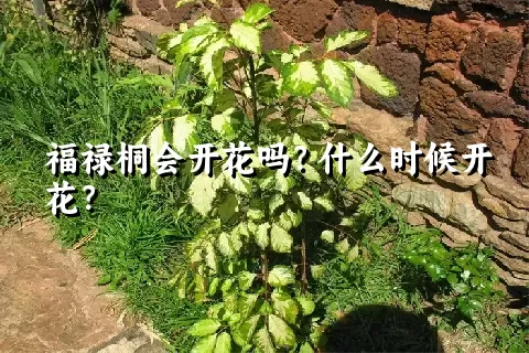 福禄桐会开花吗？什么时候开花？