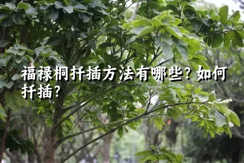 福禄桐扦插方法有哪些？如何扦插？