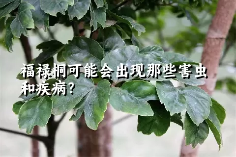 福禄桐可能会出现那些害虫和疾病？