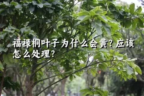 福禄桐叶子为什么会黄？应该怎么处理？