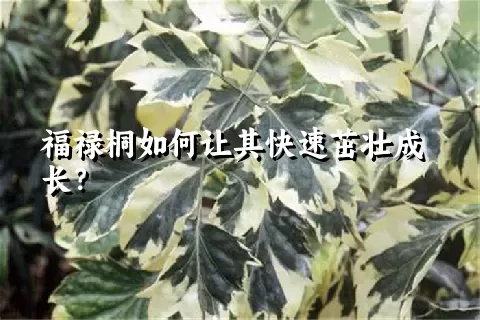 福禄桐如何让其快速茁壮成长？