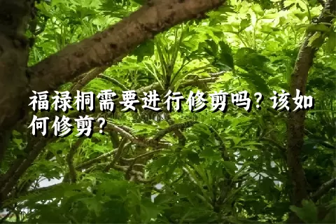 福禄桐需要进行修剪吗？该如何修剪？