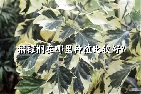 福禄桐在哪里种植比较好？