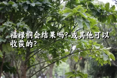 福禄桐会结果吗？或其他可以收获的？