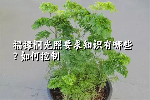 福禄桐光照要求知识有哪些？如何控制