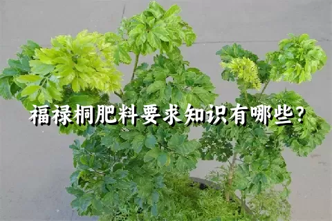 福禄桐肥料要求知识有哪些？