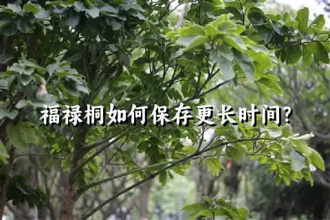 福禄桐如何保存更长时间？