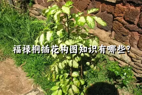 福禄桐插花构图知识有哪些？