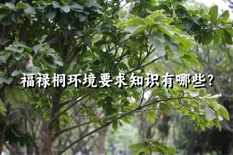 福禄桐环境要求知识有哪些？