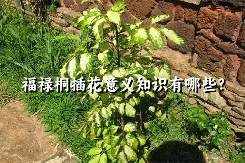 福禄桐插花意义知识有哪些？