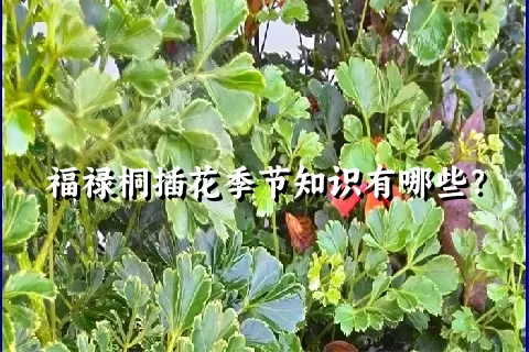 福禄桐插花季节知识有哪些？