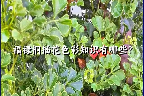 福禄桐插花色彩知识有哪些？