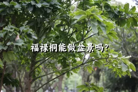 福禄桐能做盆景吗？