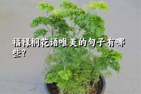 福禄桐花语唯美的句子有哪些？