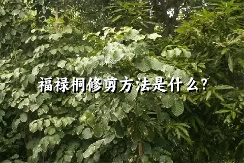 福禄桐修剪方法是什么？